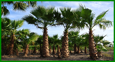 WHOLESALE NURSERY NAPLES