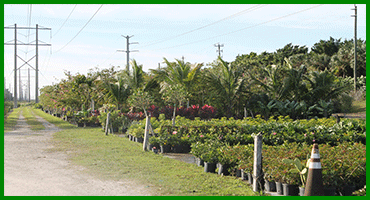 WHOLESALE NURSERY NAPLES