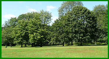 WHOLESALE NURSERY NAPLES