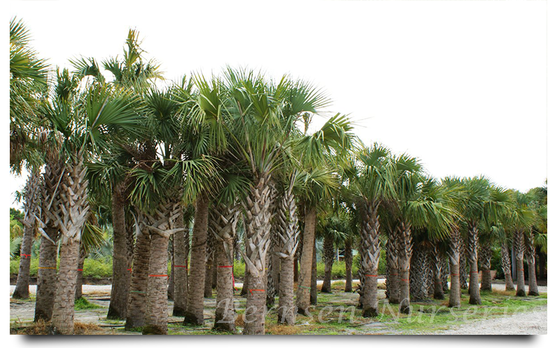 WHOLESALE NURSERY NAPLES