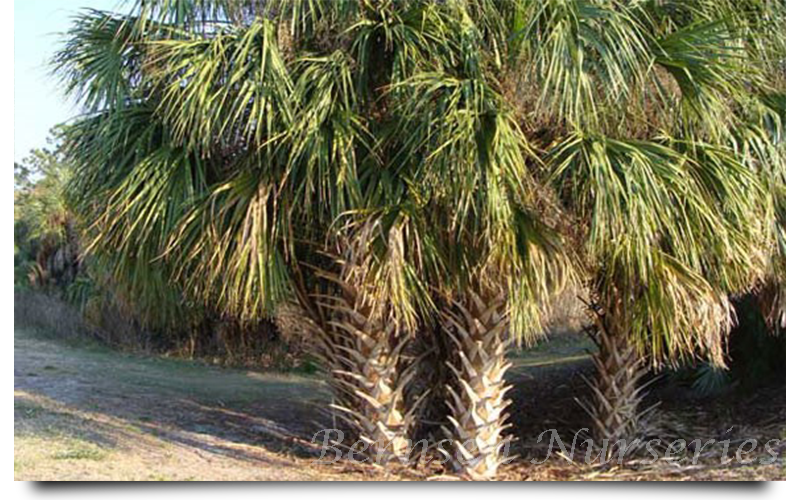 cabbage palm trees naples