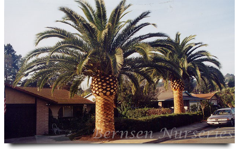 WHOLESALE NURSERY NAPLES