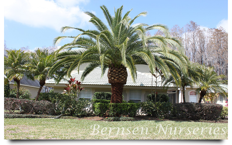 canary palm trees naples