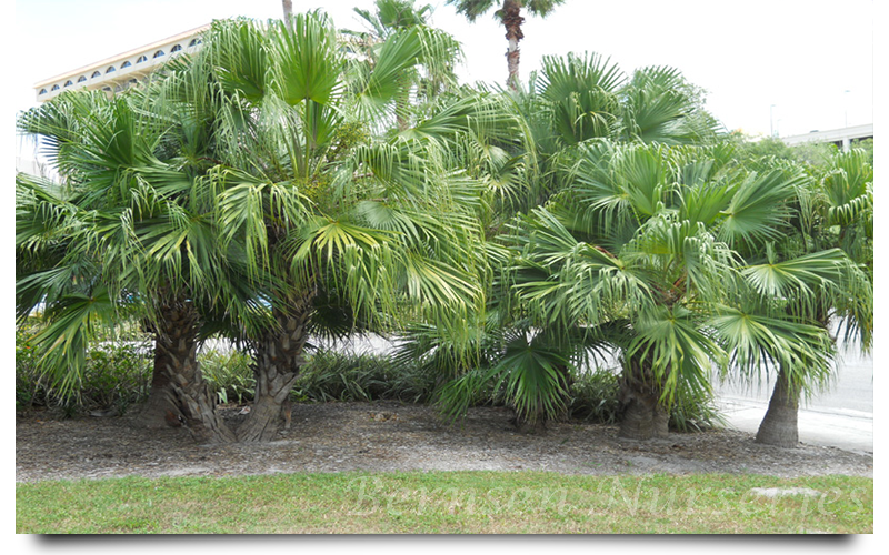 chinese palm trees naples