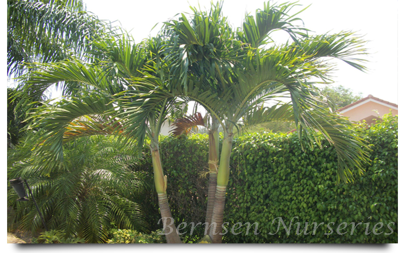 christmas palm trees naples