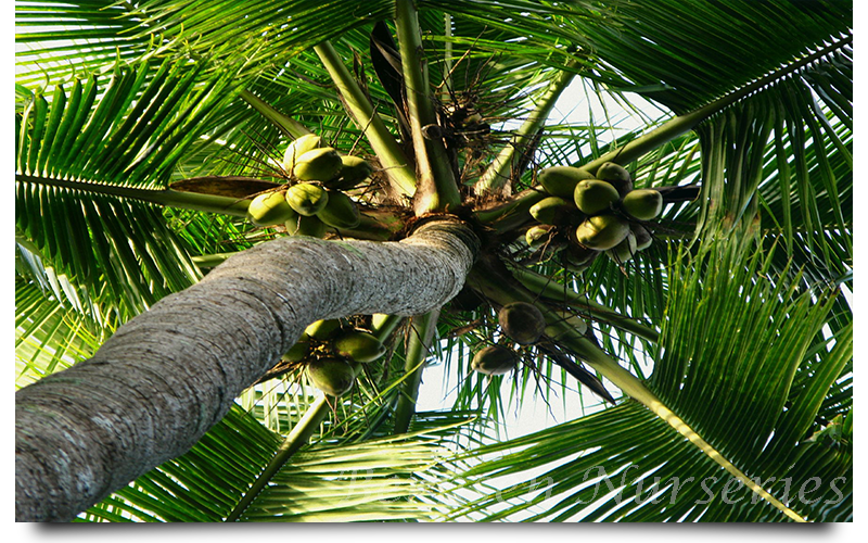 WHOLESALE NURSERY NAPLES