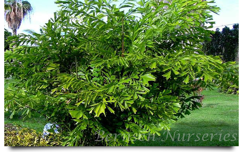 WHOLESALE NURSERY NAPLES