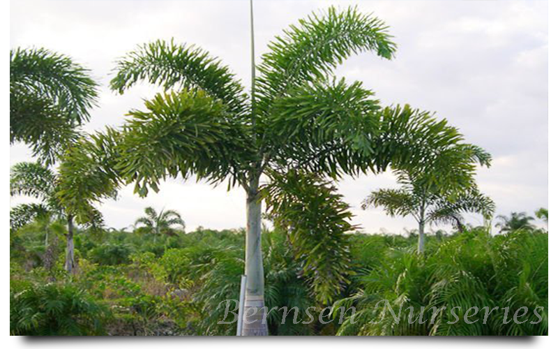 WHOLESALE NURSERY NAPLES