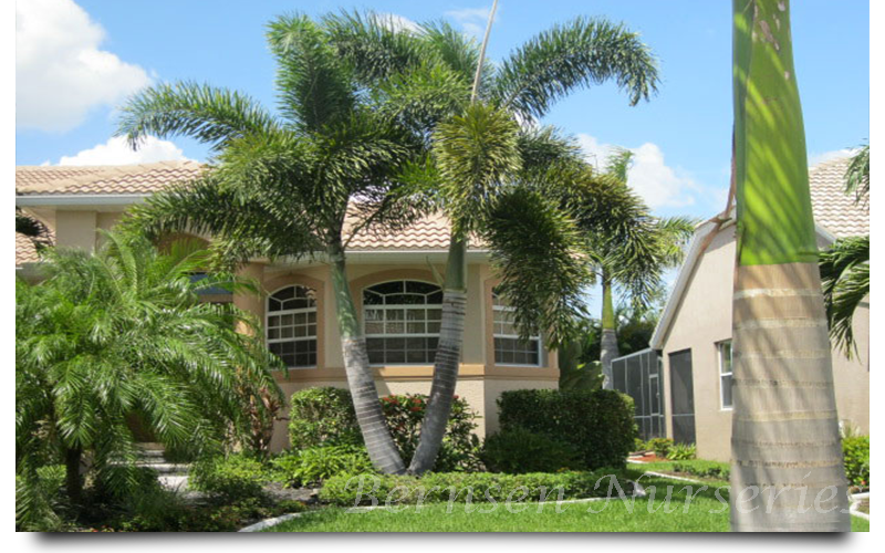 foxtail palm trees naples