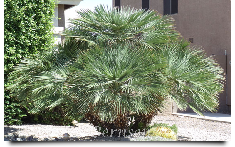 WHOLESALE NURSERY NAPLES