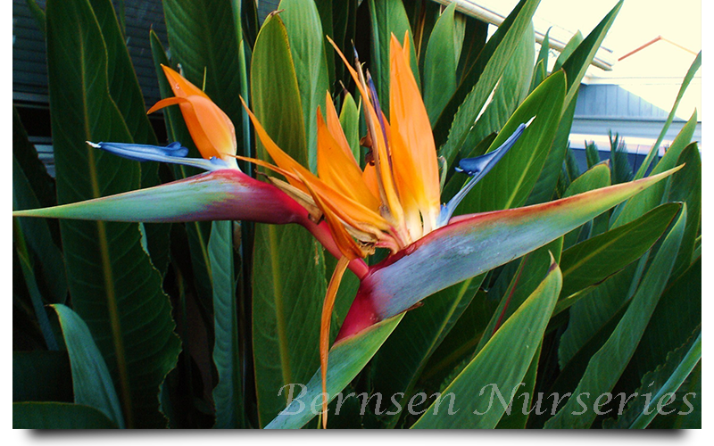 WHOLESALE NURSERY NAPLES