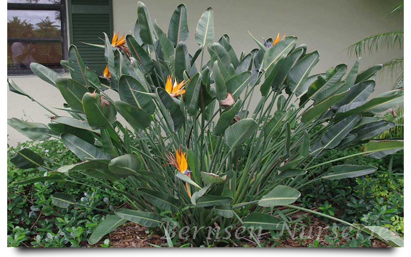ORANGE BIRD OF PARADISE trees naples