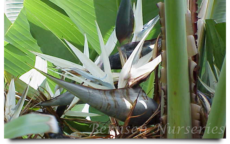 WHOLESALE NURSERY NAPLES