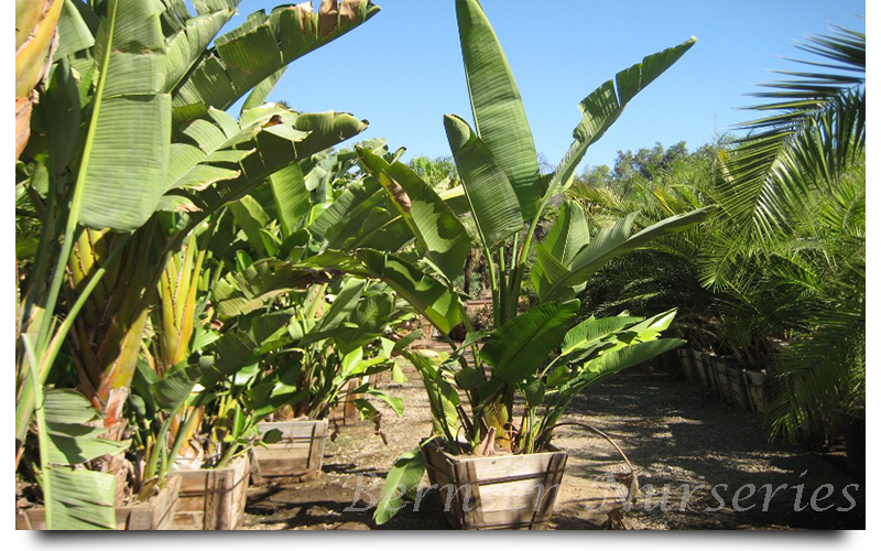 bird of paradise palm trees naples