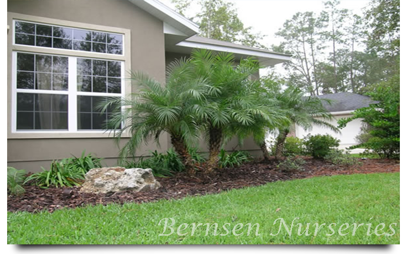 WHOLESALE NURSERY NAPLES