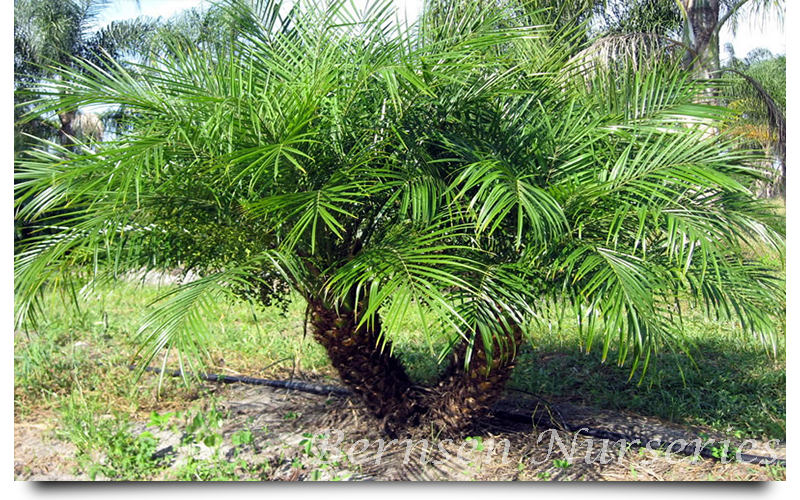 pygmy palm trees naples
