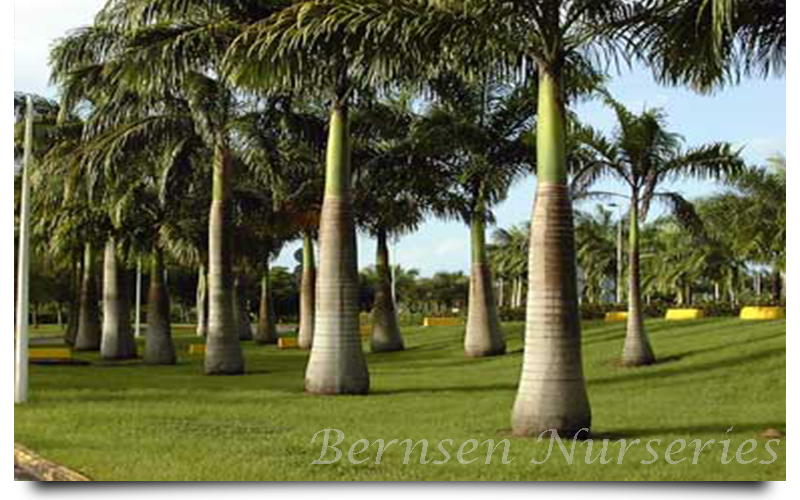 WHOLESALE NURSERY NAPLES