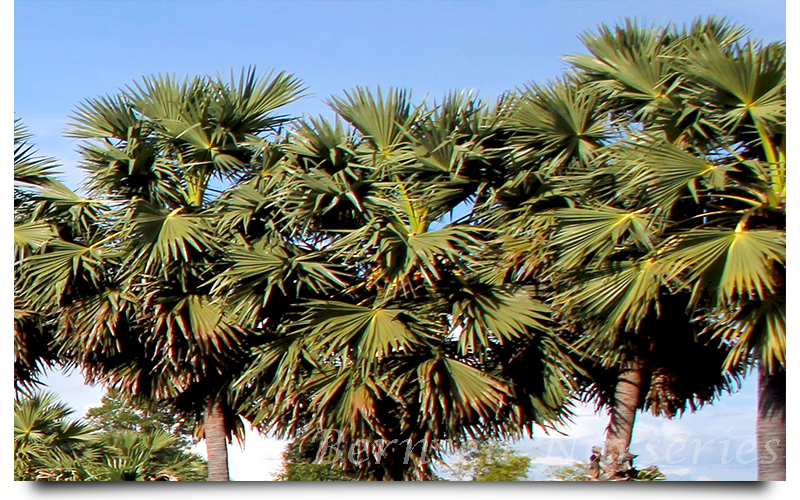 WHOLESALE NURSERY NAPLES