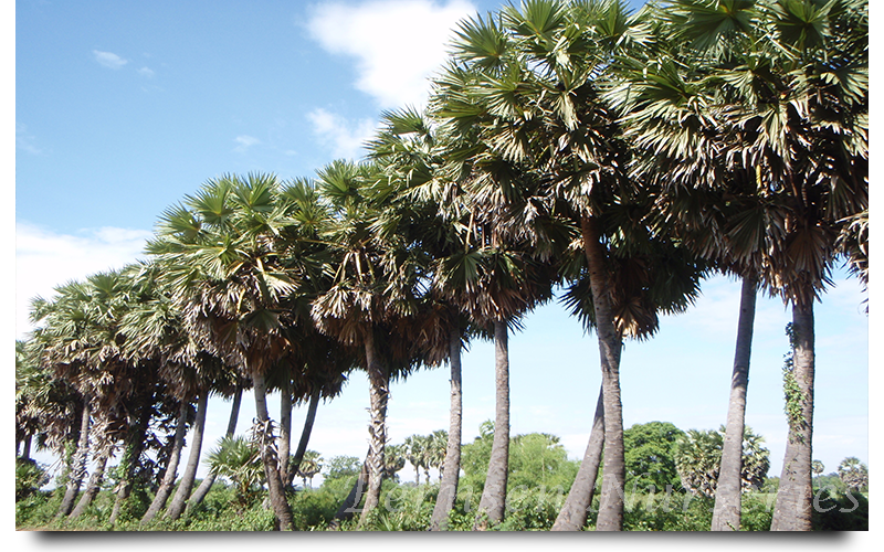 sugar palm trees naples