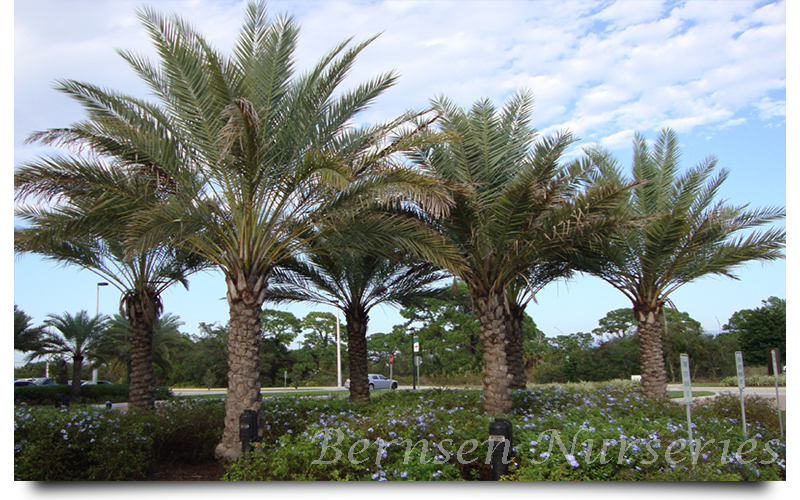 WHOLESALE NURSERY NAPLES