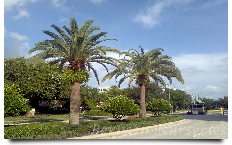 sylvester palm trees naples