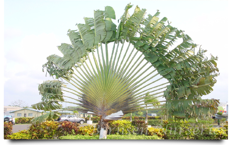 traveler palm trees naples