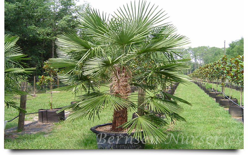 windmill palm trees naples